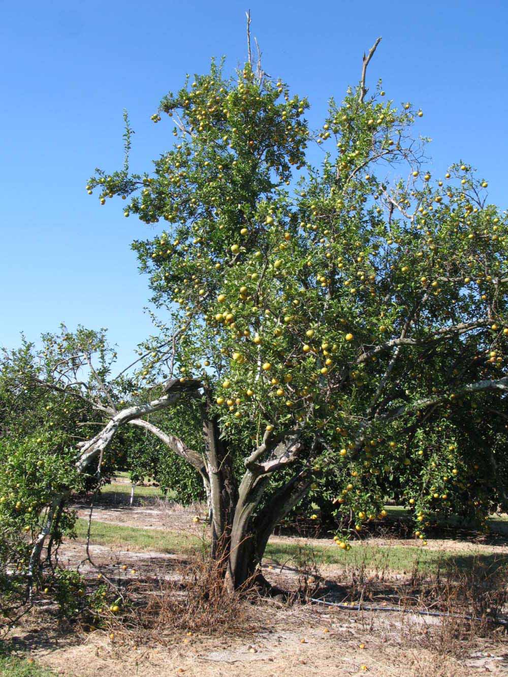            Habit (Winter Haven, FL)   